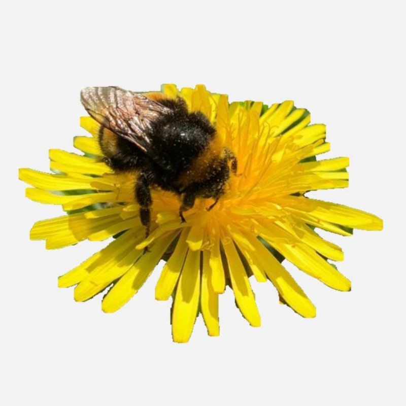 Hummel - eco power