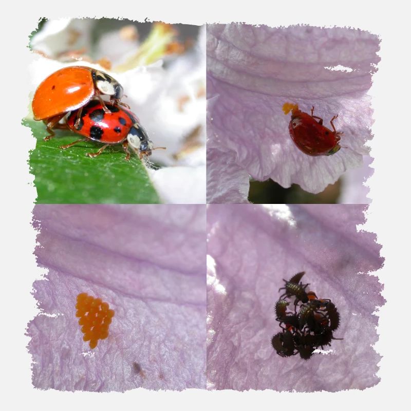 Deux coccinelles dans la planification familiale