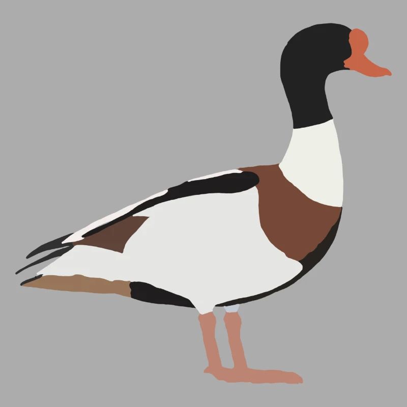 common shelduck