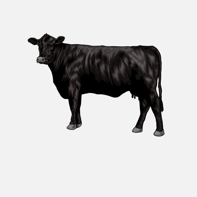 Dessin d’une vache Black Angus