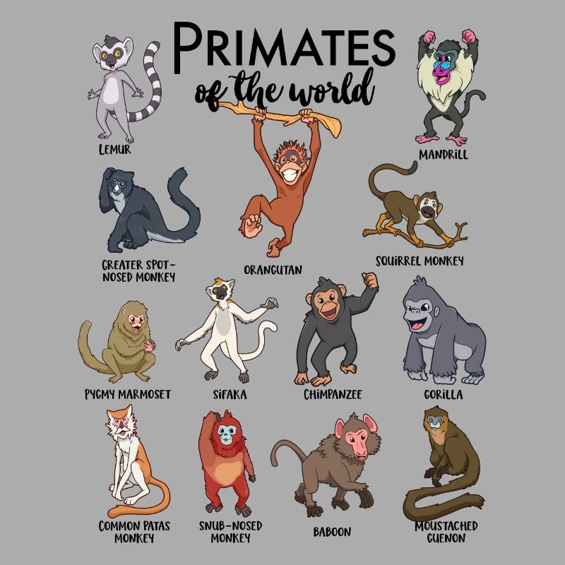 Différents singes - Types de primates