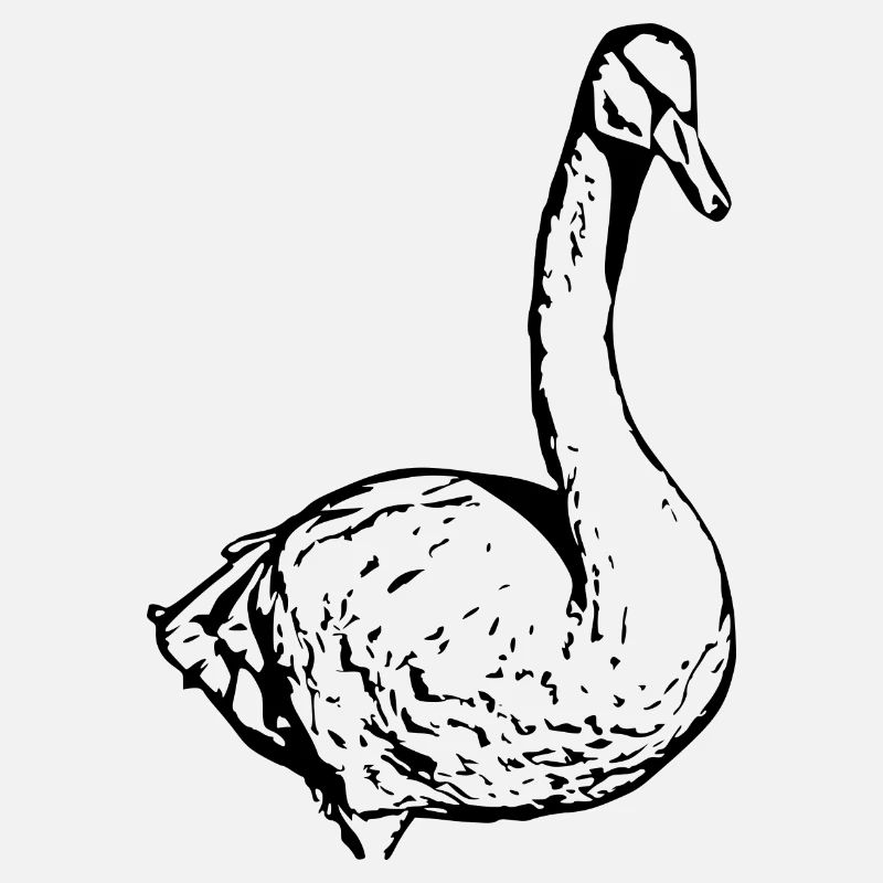 Swan Black Duck Bird Goose