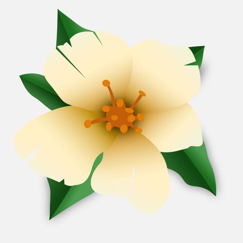 Fleur d’hibiscus