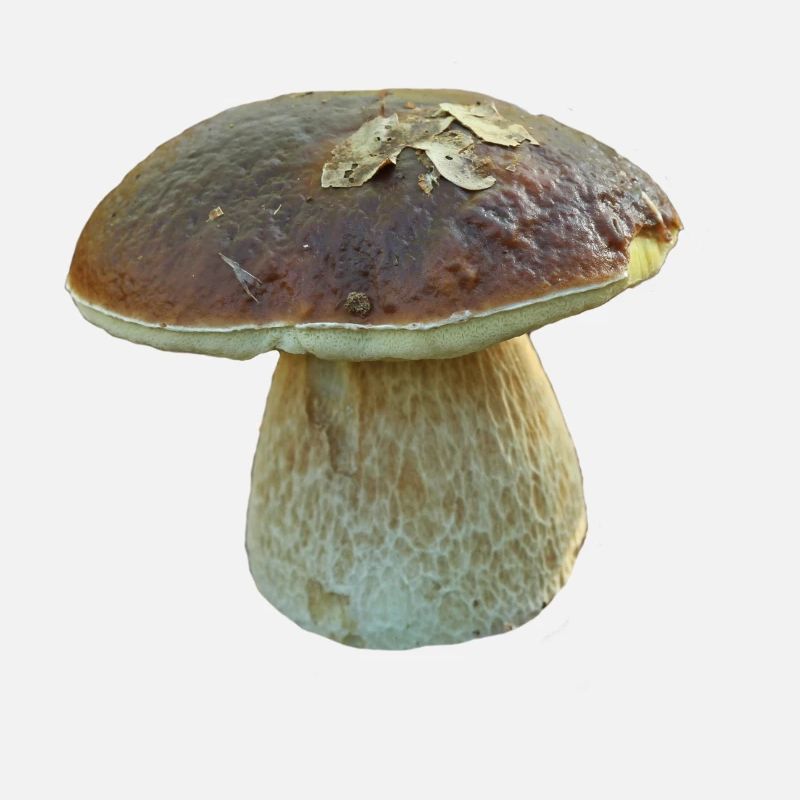 cèpe