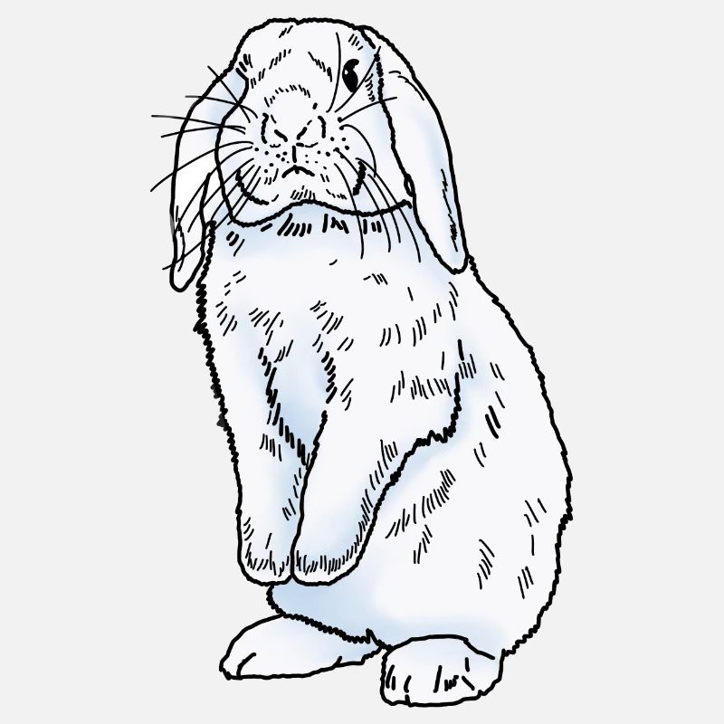 Lapin blanc