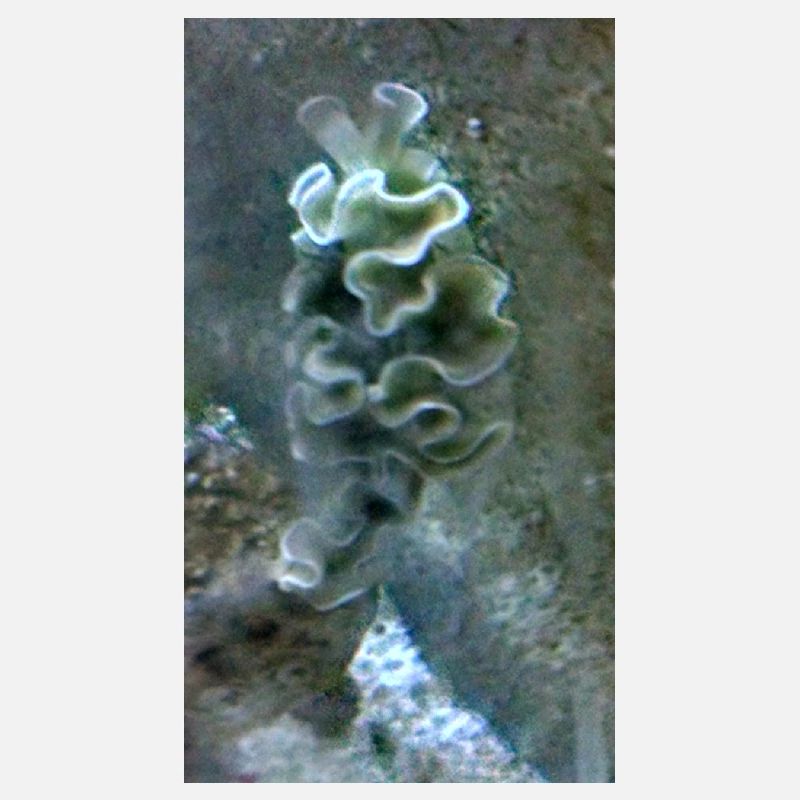 Meeres Schnecke