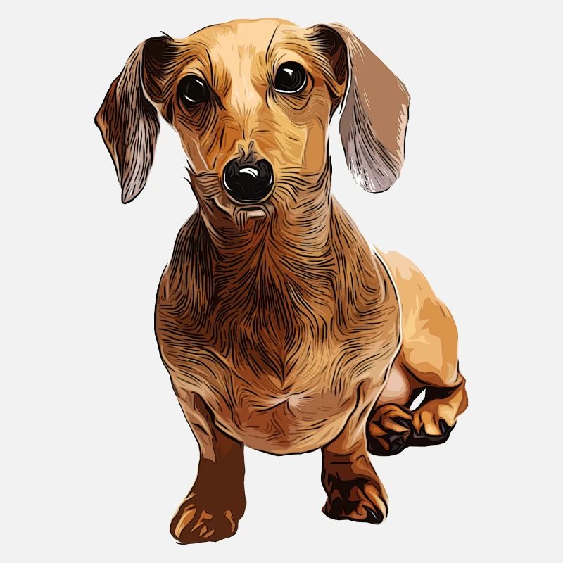 Dackel Teckel Dachshund