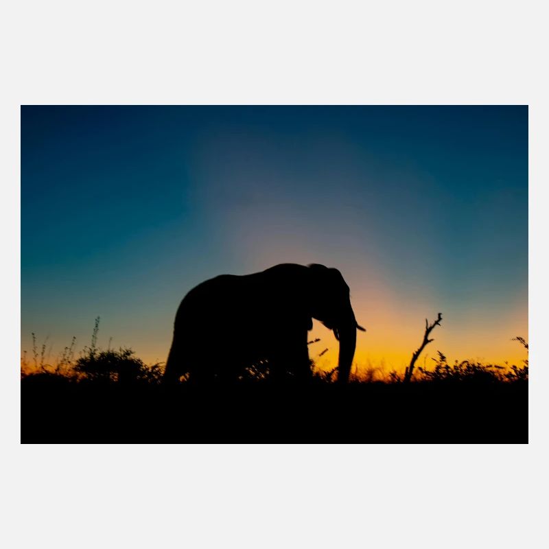 Silhouettenfoto eines Elefanten während der Goldenen Stunde