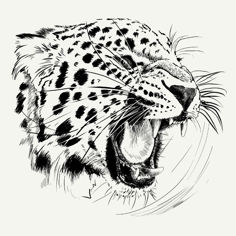 Léopard
