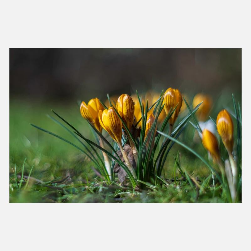Gros plan de fleurs