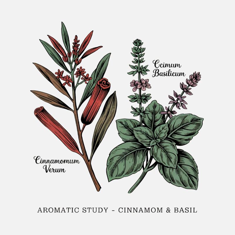 Cannelle & Basilic - Botanique
