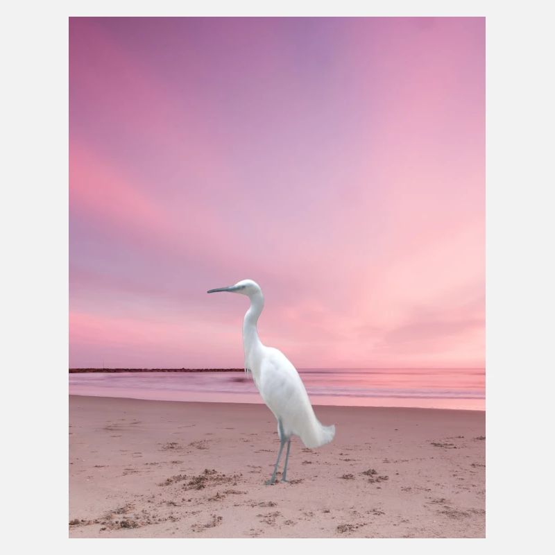 Der Star "Der Weiße Flamingo"