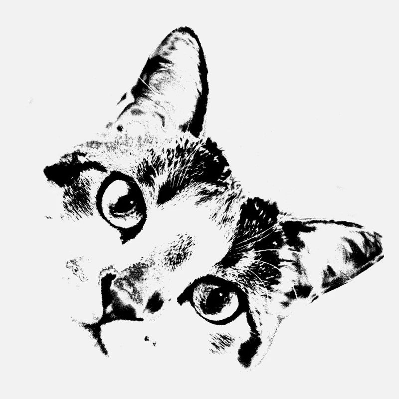 Visage de chat