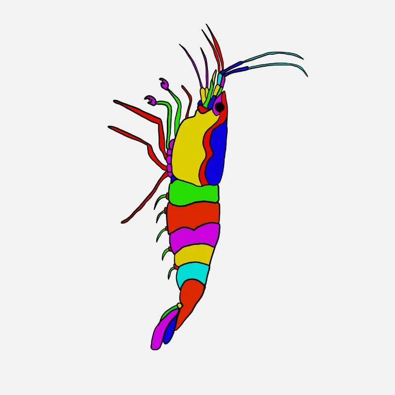 Panorama coloré de crevettes