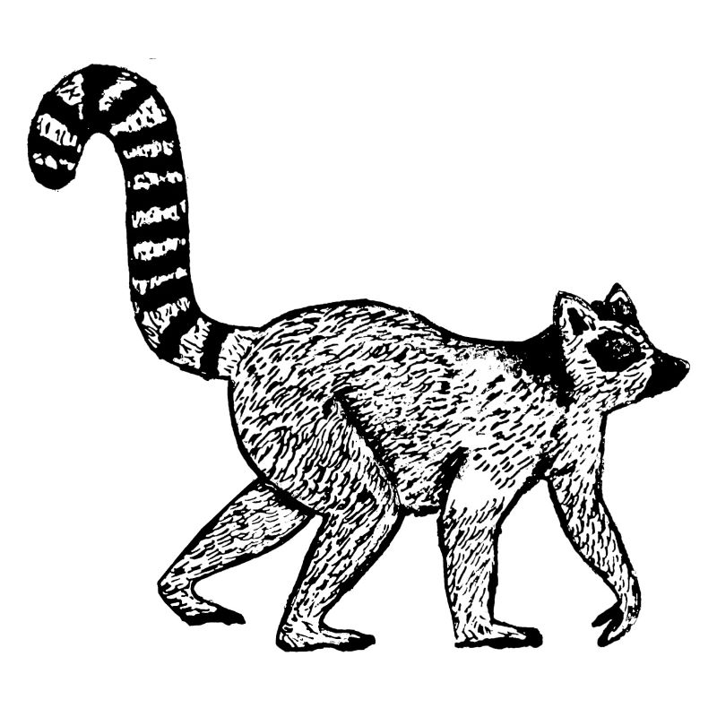 Katta Monkey Half Monkey Lemur Kattas Lemurs Half Monkey