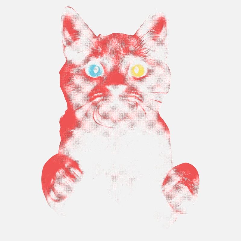 Frightened cat with heterochromia