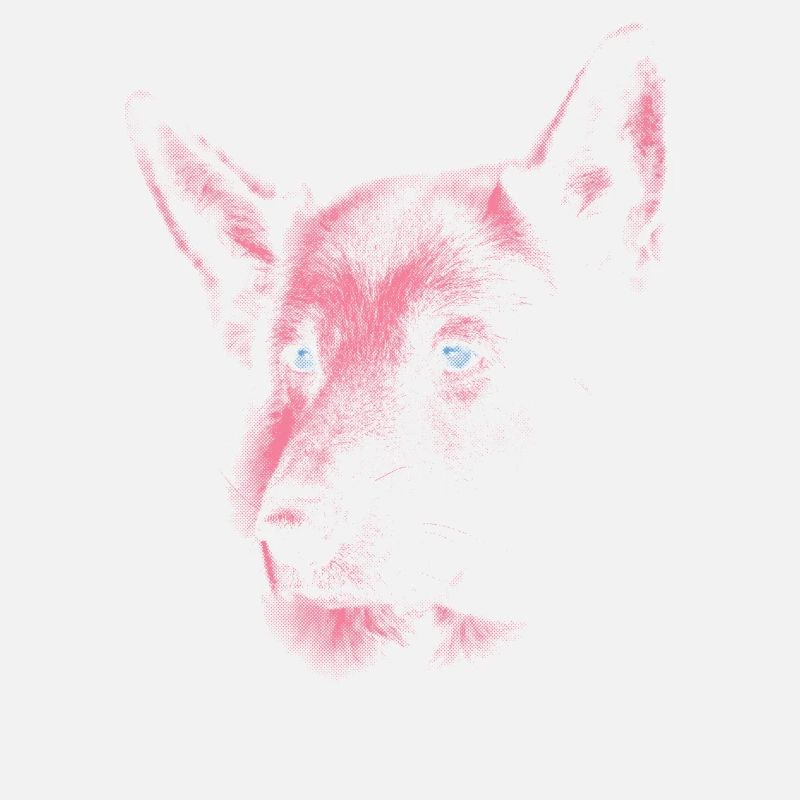 Shepherd dog with blue eyes