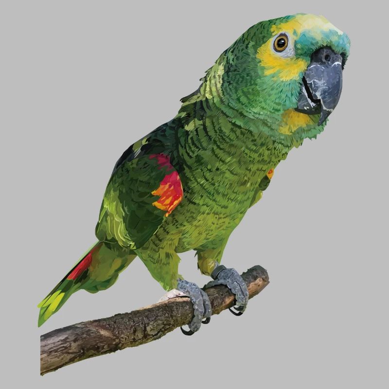 The blue-fronted amazon