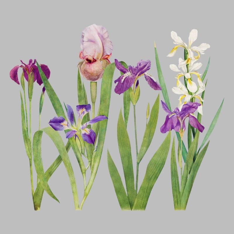 Wilde Iris und Orchidee Botanisches Design