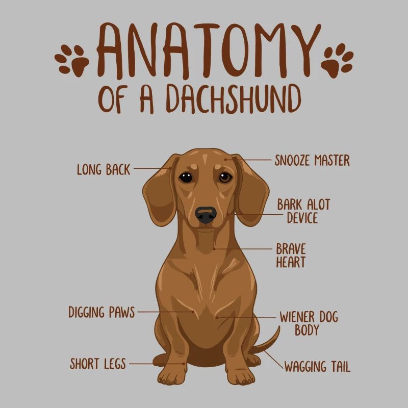 Anatomie d’un teckel