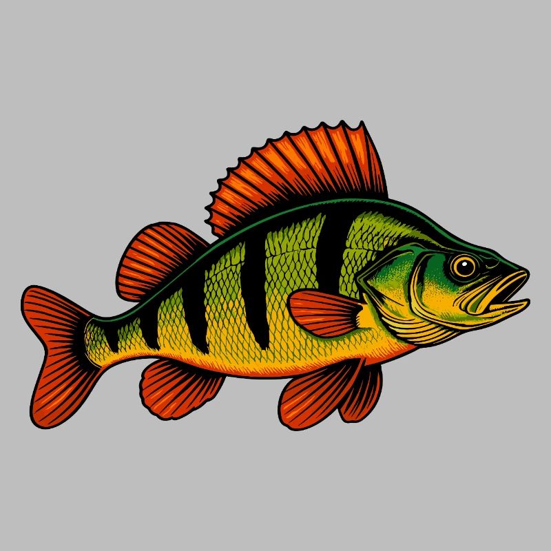 Perch Perch Perch Perch Fishing Perch Perch Perch