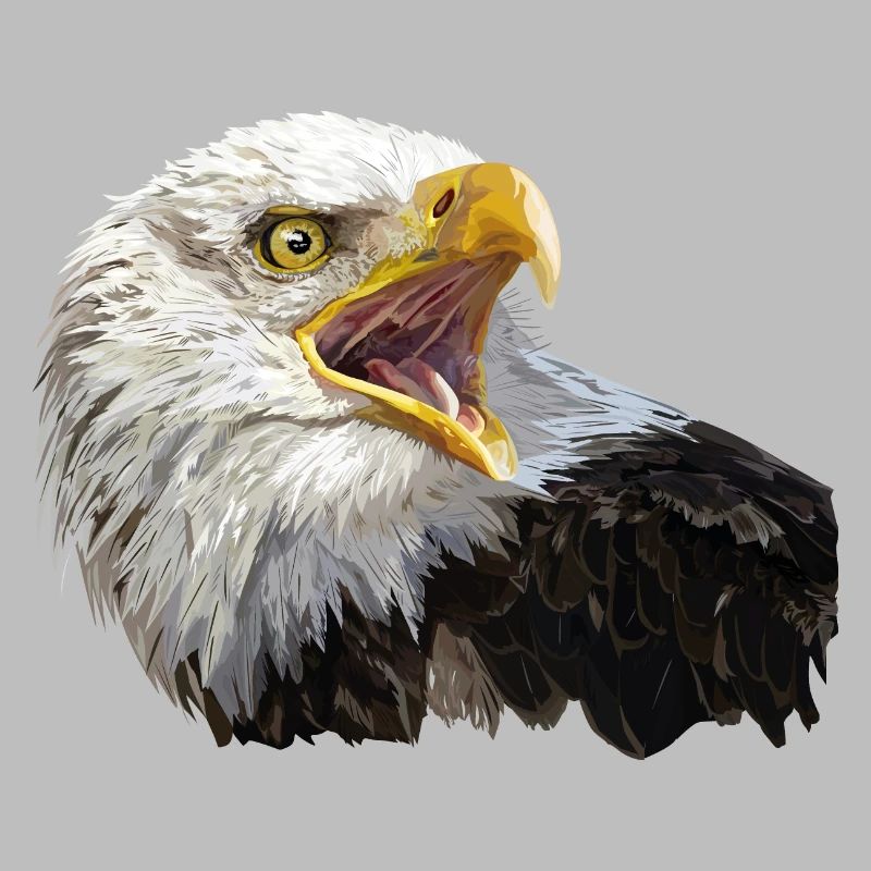 bald eagle
