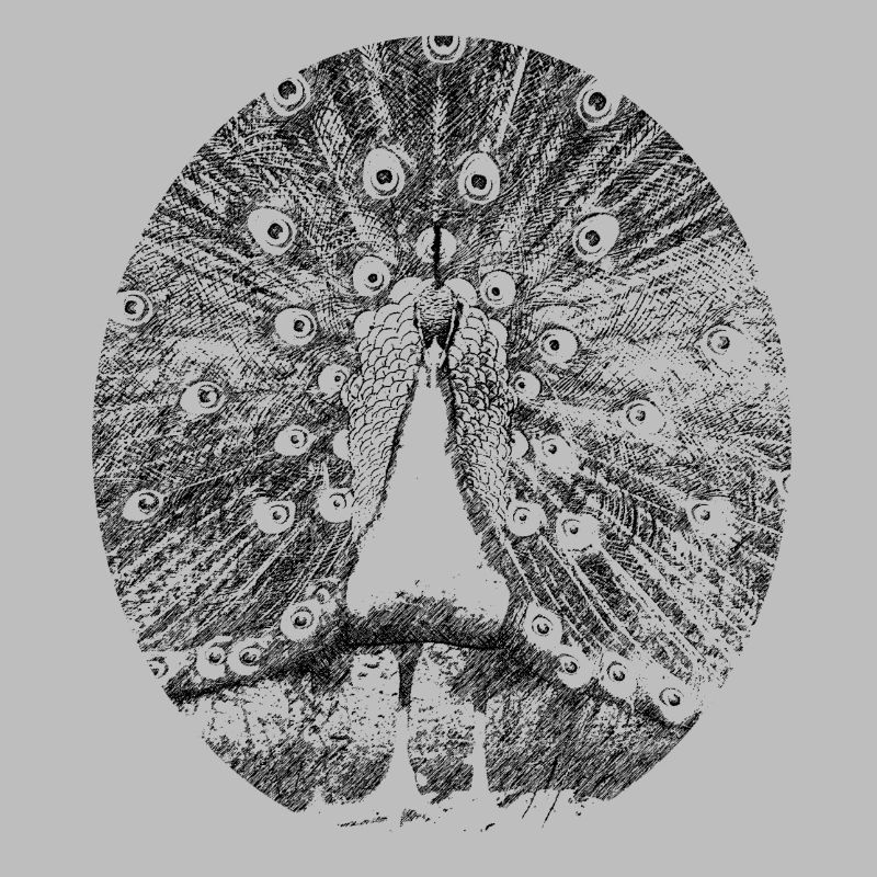 pfau