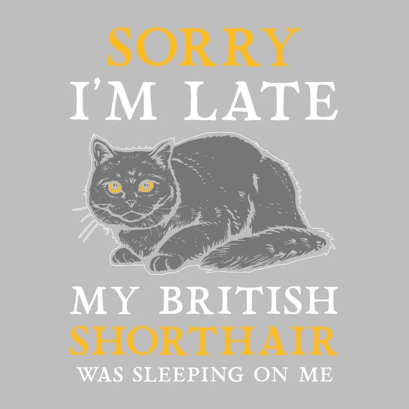 Chat British Shorthair BKH