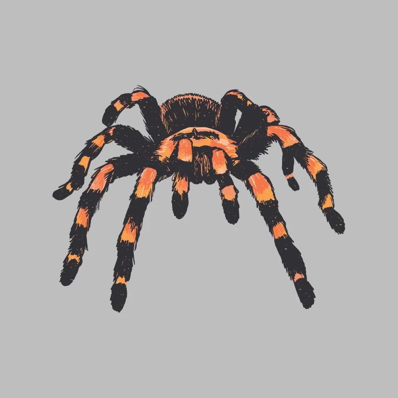 Araignée araignée araignée