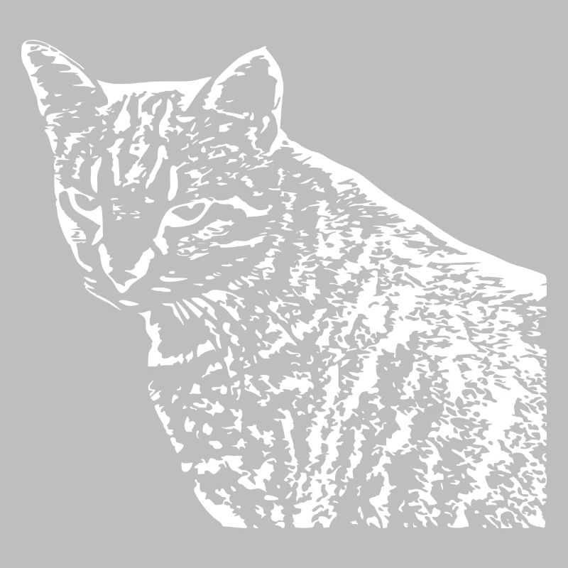 Chat Blanc Blanc Chats