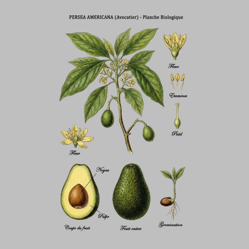 Botanical Board Avocado Tree Nature Study