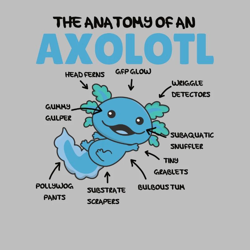 Axolotl Explication Anatomie d’un Axolotl