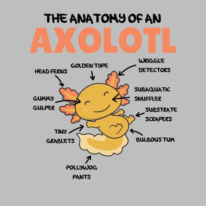 Axolotl Explication Anatomie d’un Axolotl