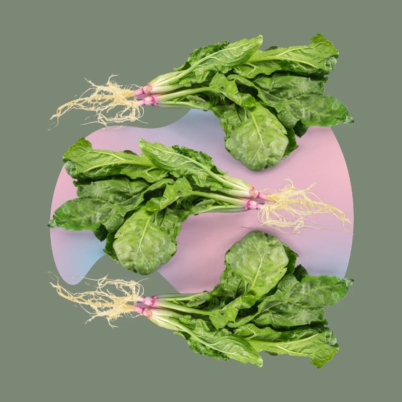 Spinach, fresh spinach spinach leaf spinach
