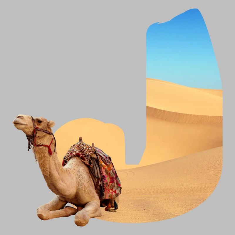 desert with camel j