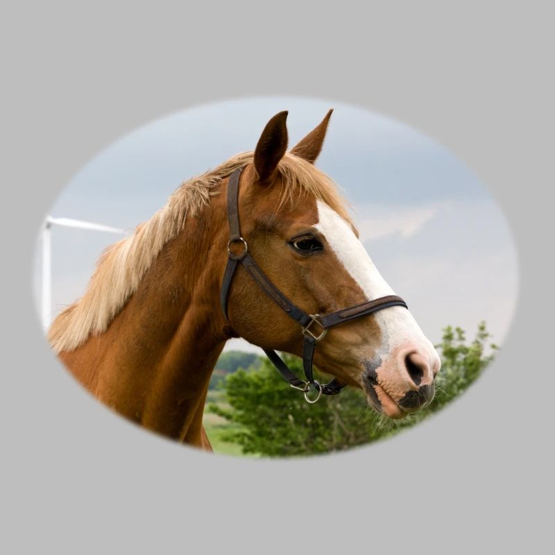 Cheval. Cheval.