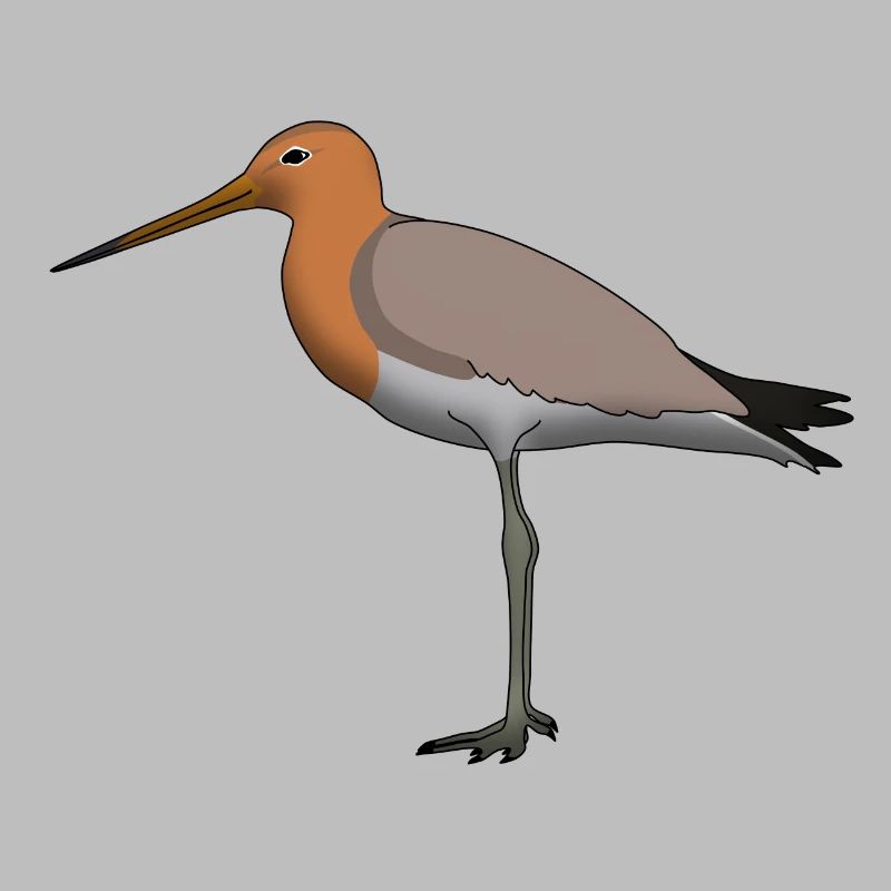 shore snipe
