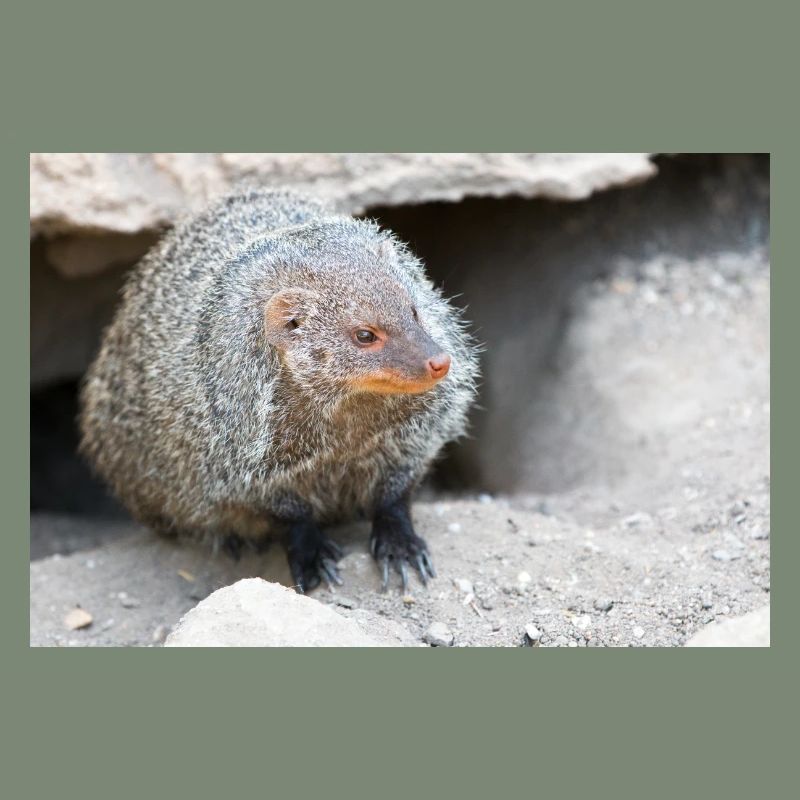 Gebänderte Manguste oder Zebramanguste