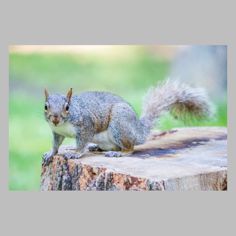 Écureuil gris Grauhörnchen Sciurus carolinensis