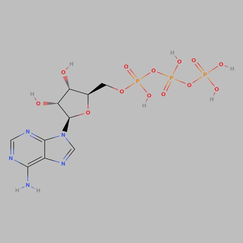 Adenosine triphosphate Molecule - Colored Structur