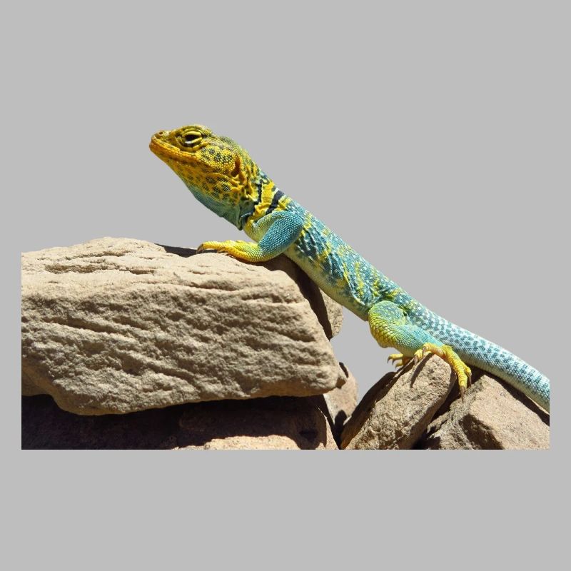 gecko lizard echse eidechse