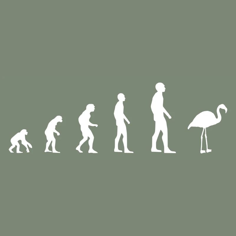 Flamingo - Evolution