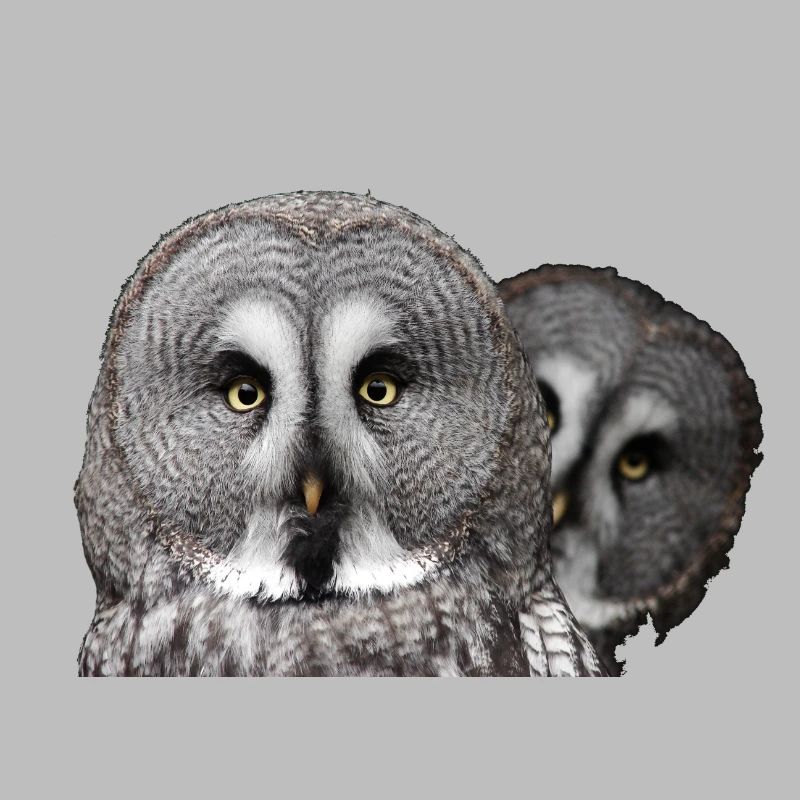Zwei Eulenköpfe
