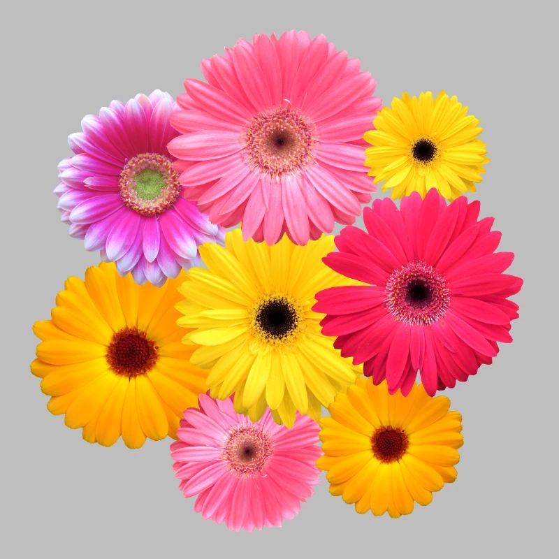 Gerbera fleur colorée fleurs Gerberas fleurs florales