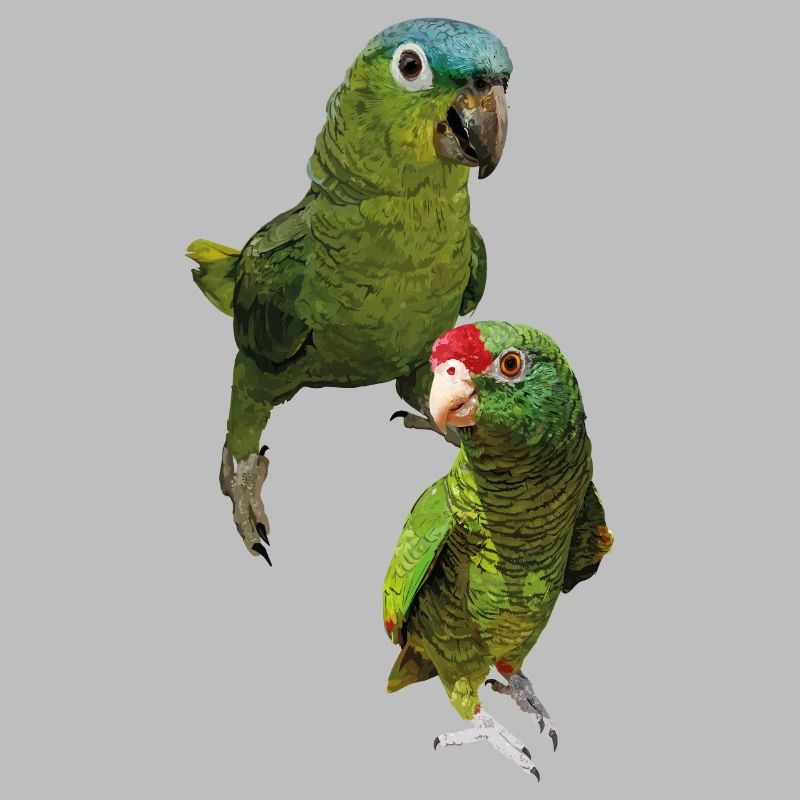 Amazon parrots