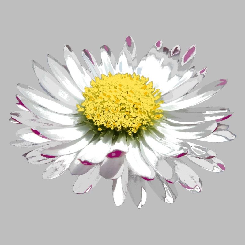 wundervolles Gänseblümchen, Daisy, Blume, Blüte