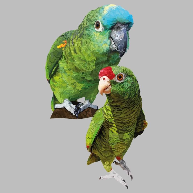 Amazon parrots