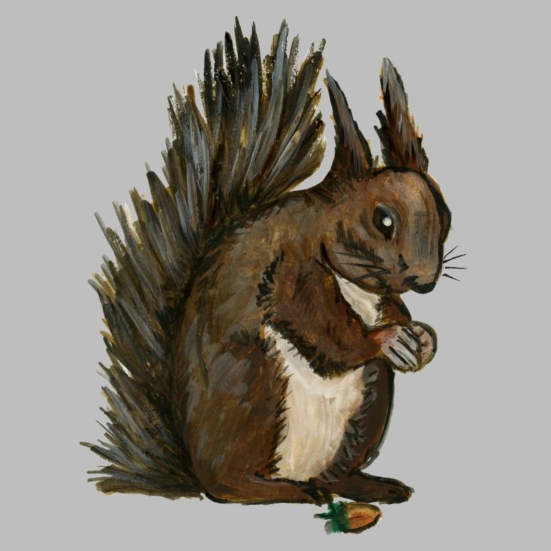 Eichhörnchen Eichhörnchen eichhörnchen esquilo Haselnuss