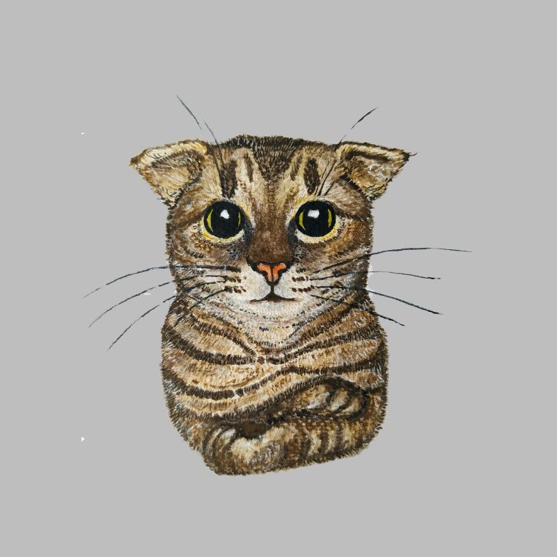 Small tabby cat