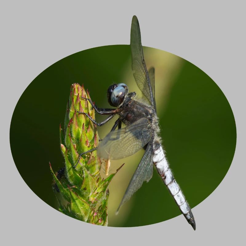 Libellule